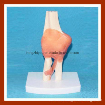 Desk Type Model Human Left Elbow Joint Anatomical Model